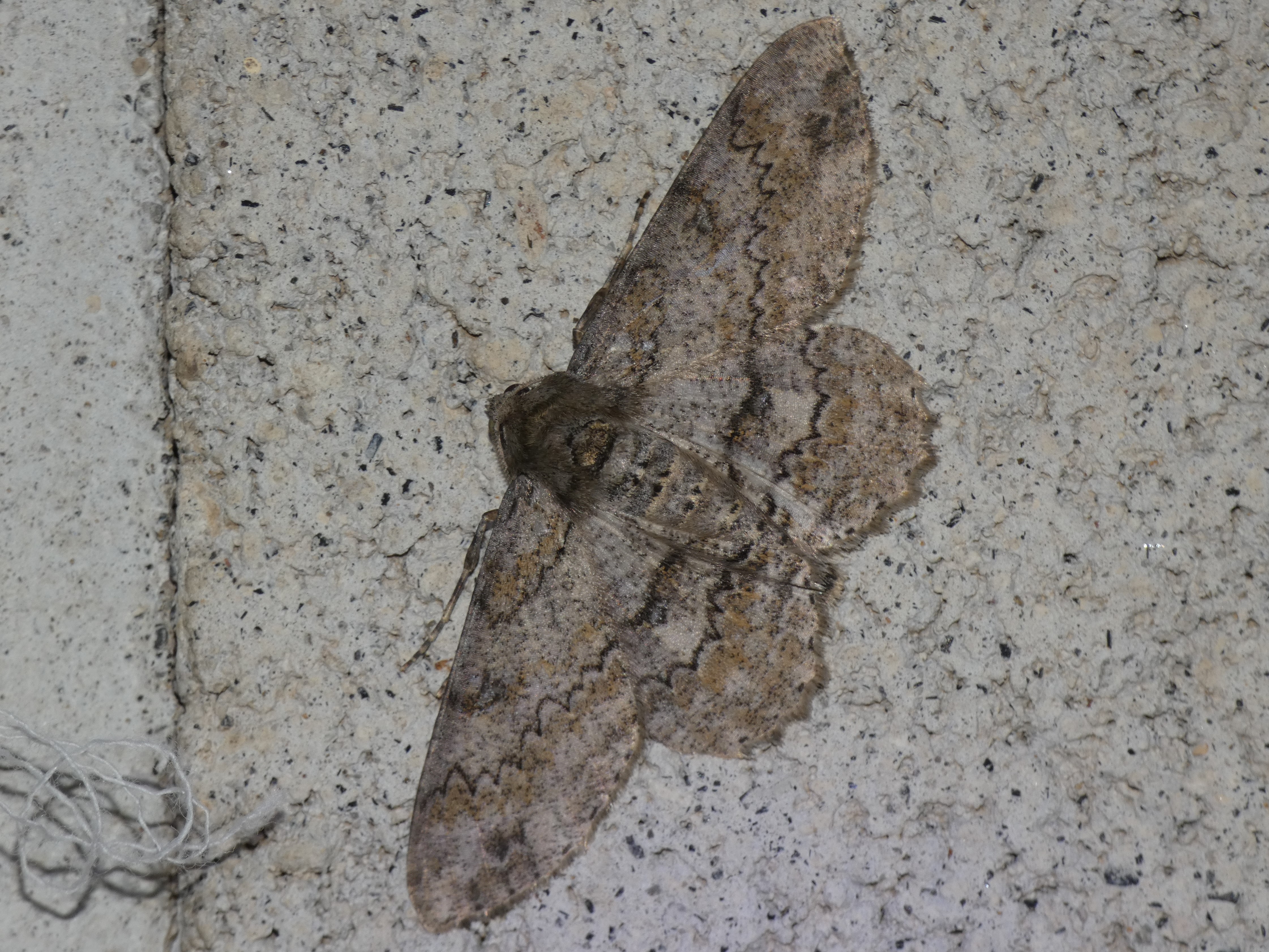 photo_3